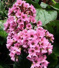 Bergenia Bloom Pink