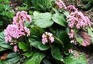 Bergenia Clump Flowering