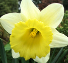 Big Daffodil