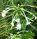 Big Nicotiana