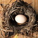 Bird Nest Egg