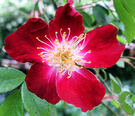 Bloomfield Rose Flower