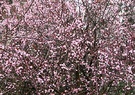 Blossom Prunus Plum