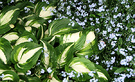 Blue Flower Hosta