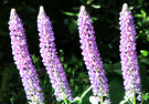 Blue Sunny Lupins