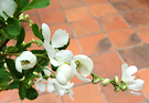 Bride Shrub Flower