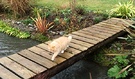 Bridge Cat Ginger