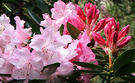 Bud Pink Rhododendron