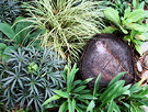 Carex Stump Hellebore