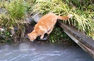 Cat Drinking Water