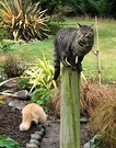 Cat Garden Post