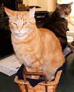 Cat Ginger Basket