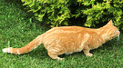 Cat Ginger Hunting