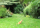 Cat Lawn Ginger