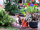Cat Pot Plants