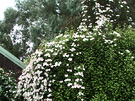 Clematis Climb Tree