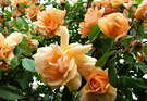 Climbng Roses Apricot