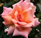 Compassion Rose Flower