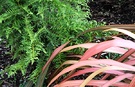 Conifer Flax