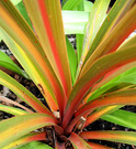 Cordyline Red Stripe