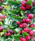 Crab Apple Autumn