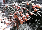 Crab Apple Snow