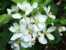 Crabapple White