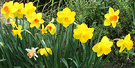 Daffodil Mixed Bulbs