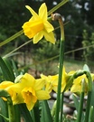 Daffodil Trumpet Flower