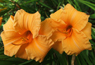 Daylily Peach