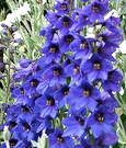 Delphinium Flower