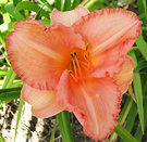 Dwarf Daylily Apricot