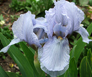 Dwarf Iris Blue