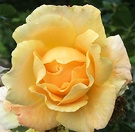 Easleas Rambler Rose