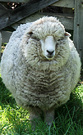 Fat Fred Sheep