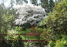 Fence White Blossom