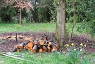 Firewood Logs Spring