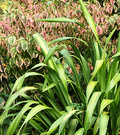 Flax Green Cornus