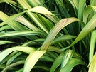 Flax Leaf Green