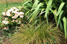 Flax Rhododendron Grass