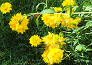 Floppy Perennials Yellow