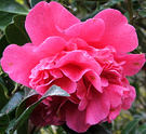 Flower Camellia Pinky