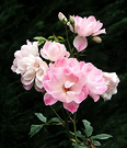 Flower Pink Rose