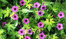 Flower Purple Geranium
