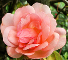 Flower Rose Crepuscule