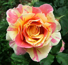 Flower Strped Rose