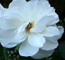 Flower White Rose