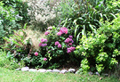 Garden Border Hydrangea
