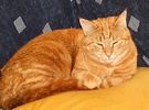 Ginger Cat Cushion