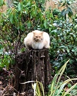 Ginger Cat Stump